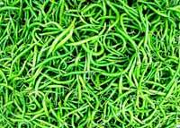 Green Chilli Manufacturer Supplier Wholesale Exporter Importer Buyer Trader Retailer in Rajkot Gujarat India